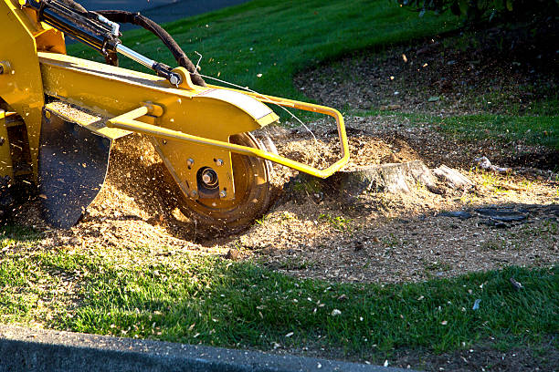 Best Fruit Tree Pruning  in Norris City, IL
