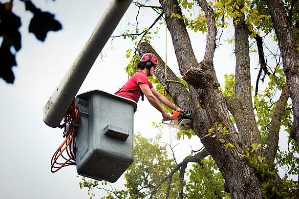 Best Tree Mulching  in Norris City, IL